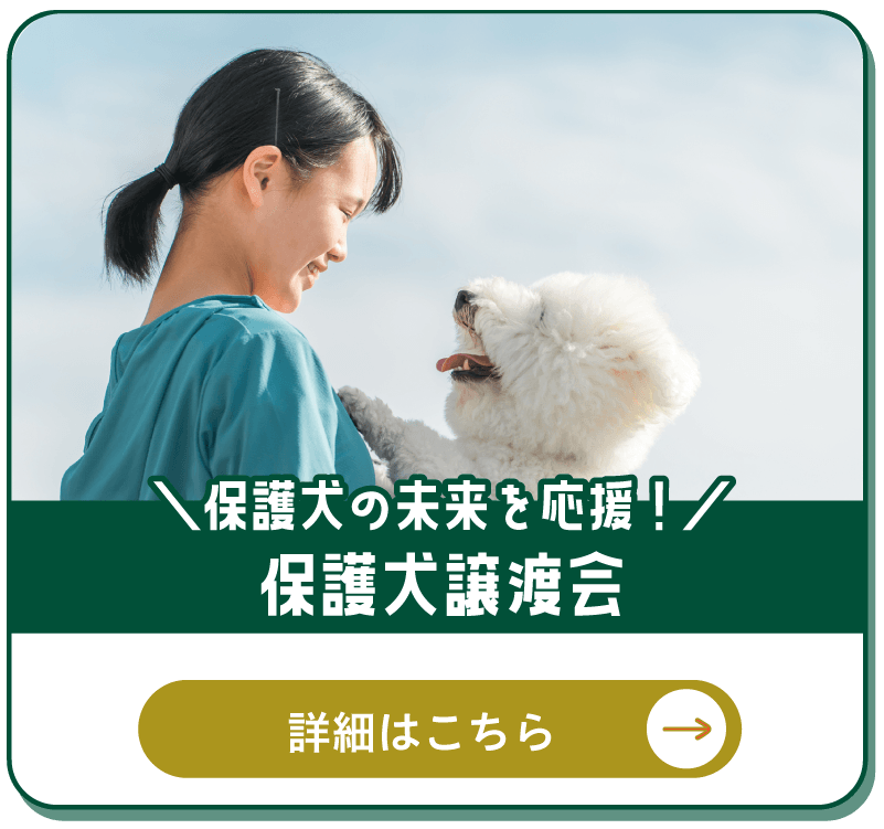 保護犬譲渡会