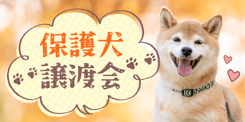 保護犬譲渡会